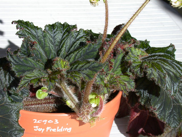 B. ‘Joy Fielding’